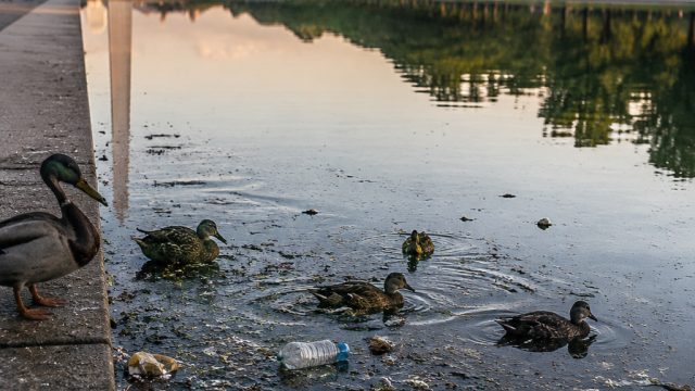 Reflecting Pool Under Fire: Vandalism and Wildlife Concerns Intensify