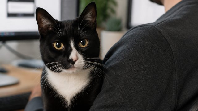 Unexpected Visitor: A Tuxedo Cat's Heartwarming Choice